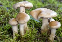 च्याउ खाँदा दुई जना को मृत्यु