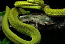 भारतमा भेटियो नयाँ सर्प ‘ट्रिमूरसुरस सालाजार’