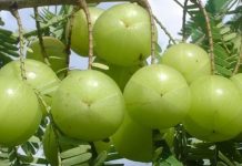 जान्नुहोस अमलाका ७ बेजोड फाइदा